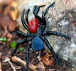 mouse spider.webp