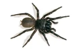sydney-funnel-web.webp