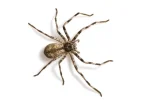 branded-huntsman-holconia-sp.webp