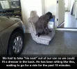 dog ride.webp
