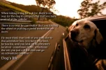dogs life.webp