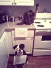 kitchen critters.webp