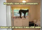 scared dog.webp