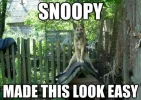 snoopy.webp