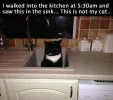 cat in sink.webp