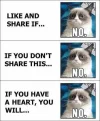share cat.webp