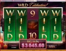 Wild.webp