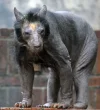 shbear.webp