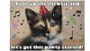 Cat birthday image (2).jpg