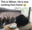 wilson.webp