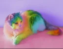 kat.webp