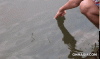 1223.gif 1223.gif