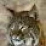 Bobcat78