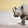 Wononrhino