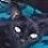 voodookitty