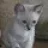 Catelanti