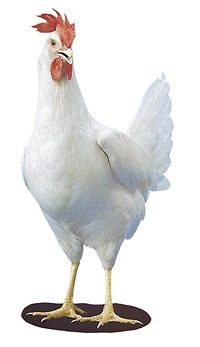 frp_1_s.jpg