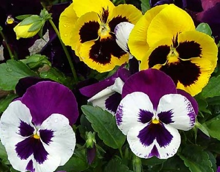 pansies.jpg