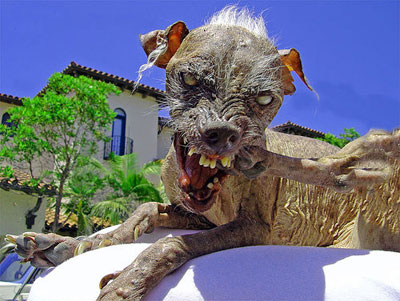 ugly_dog2.jpg