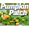 BH1201-T-Pumpkin.gif