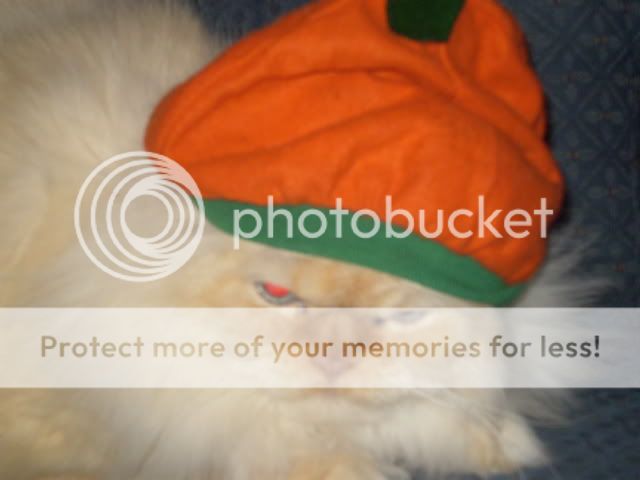 PumpkinWiskers.jpg