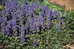 ajuga_reptans.jpg