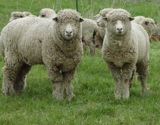 Two-Sheep.jpg