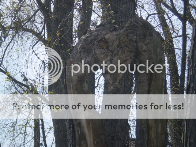 TheTree.jpg