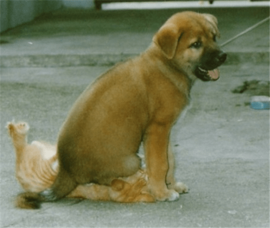 dog_sitting_on_cat.png