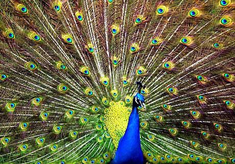 100-peacock.JPEG