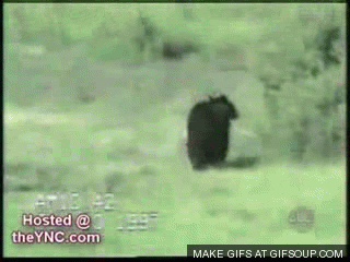 cat-and-bear_o_GIFSoupcom.gif