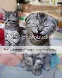 thfunny-1.jpg