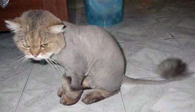 shavedcat2.jpg