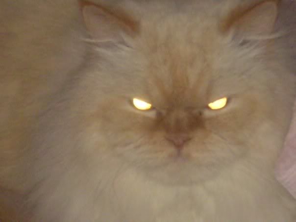 whiskers-1.jpg
