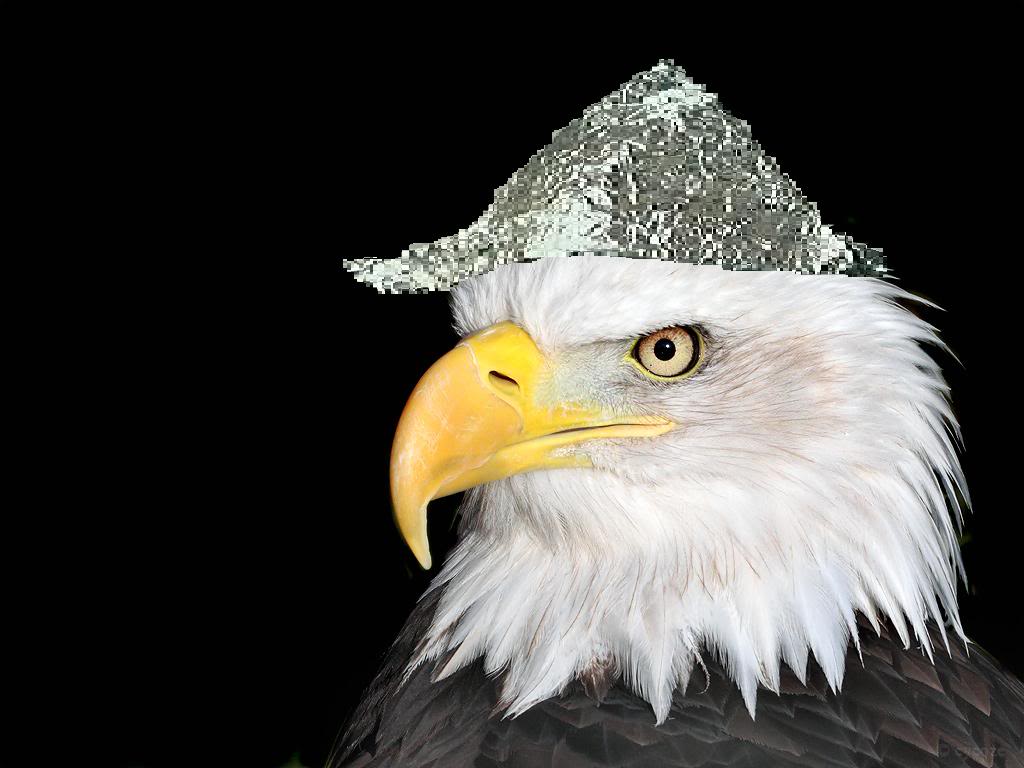 tinhateagleusethis.jpg