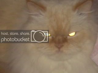 EvilWiskers.jpg