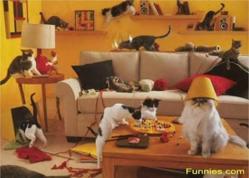 cats-2-1.jpg
