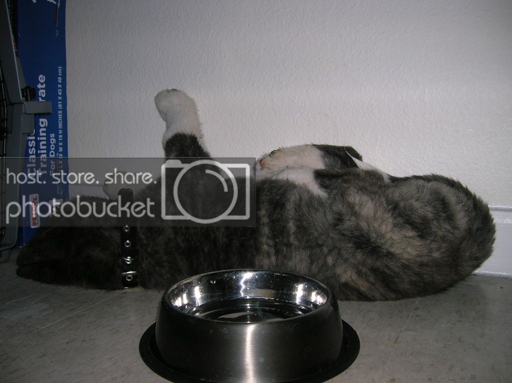 SleepNinja.jpg
