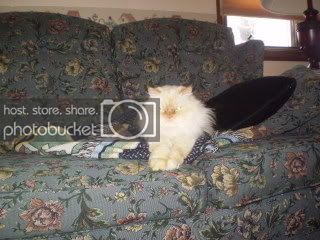 Wiskers2008.jpg