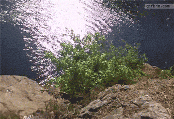 tumblr_m4sxguks4o1r3gb3zo1_400.gif