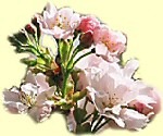 cherry-blossom-150x125.jpg
