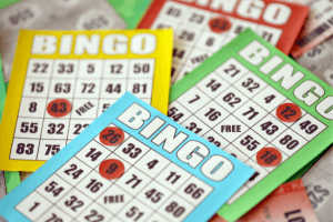 Image of Bingo taken on 9.11.2023