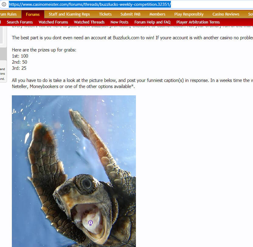turt1-n.jpg